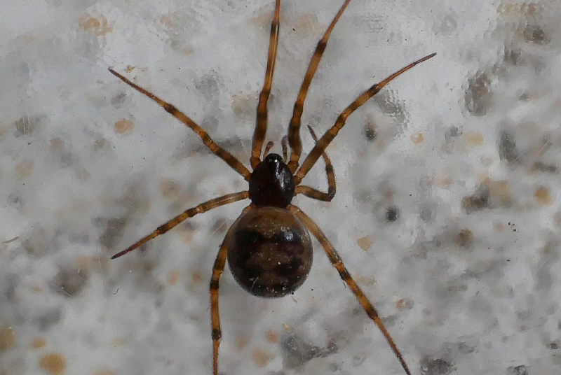 Steatoda triangulosa, femmina - Steatoda triangulosa